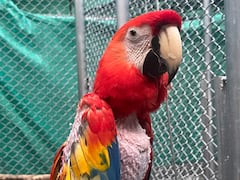 Veterinarios del Hogar de Paso preparan aves y mamíferos rescatados para su envío a Caquetá.
