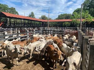 Otro punto que reclaman los ganaderos como importante es que los precios en el segundo semestre suelen ser inferiores a los del primer semestre.