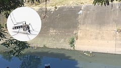 Residentes aseguran que la presencia constante de zancudos ha obligado a muchas familias a utilizar toldillos y raquetas eléctricas para protegerse.