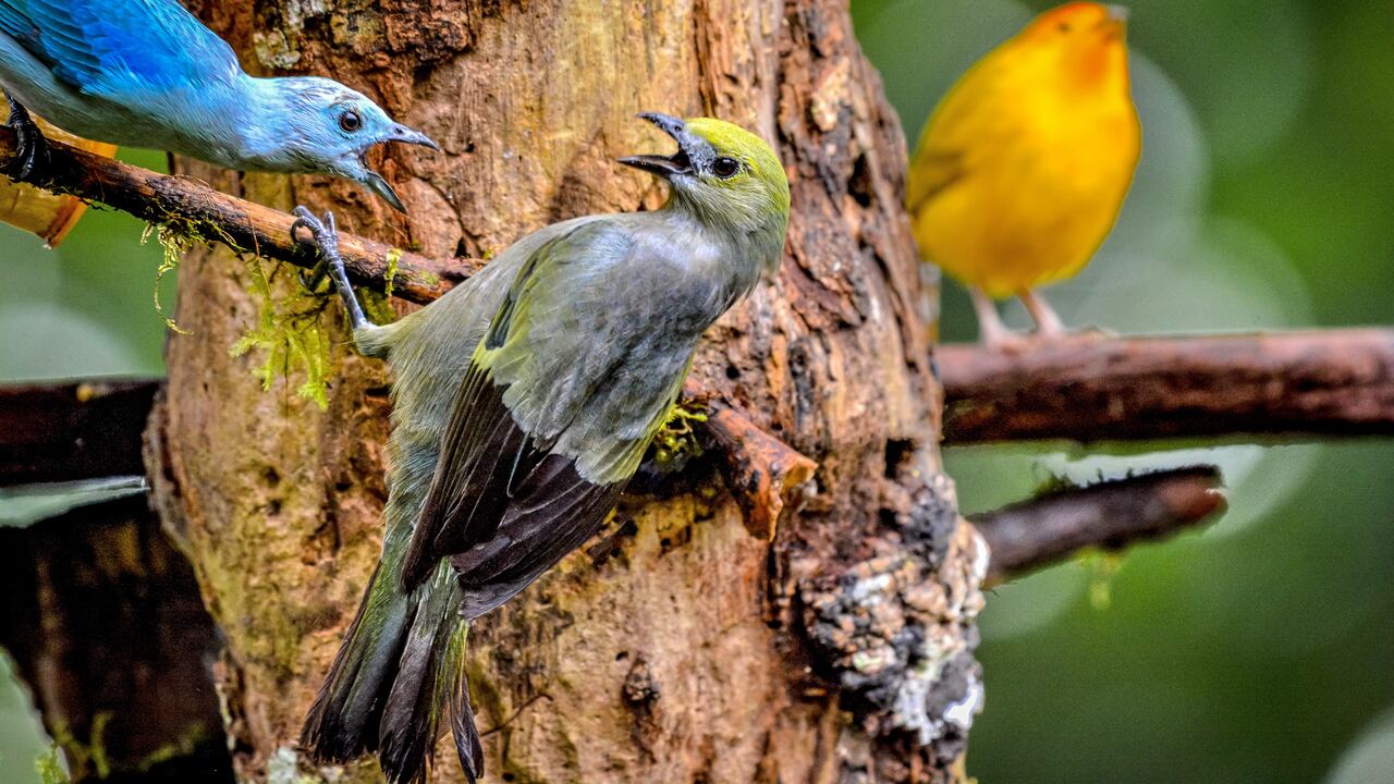 Cali vive la semana de las aves con el Birdfair Colombia Birdfair 2025.