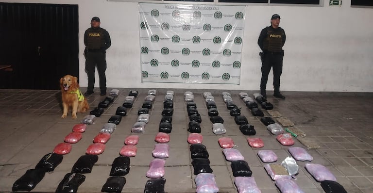 Toro ha logrado descubrir el estupefaciente.