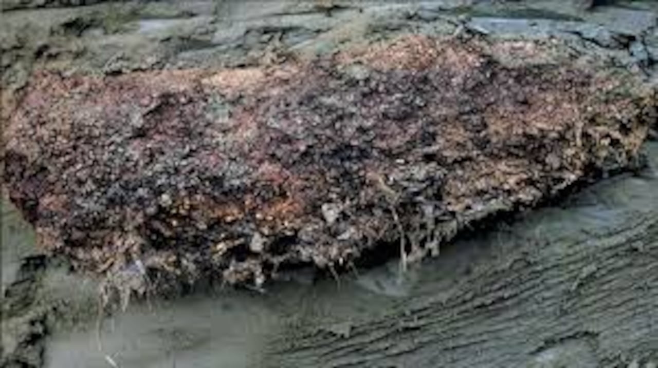 La comunidad científica sigue analizando estos gusanos.