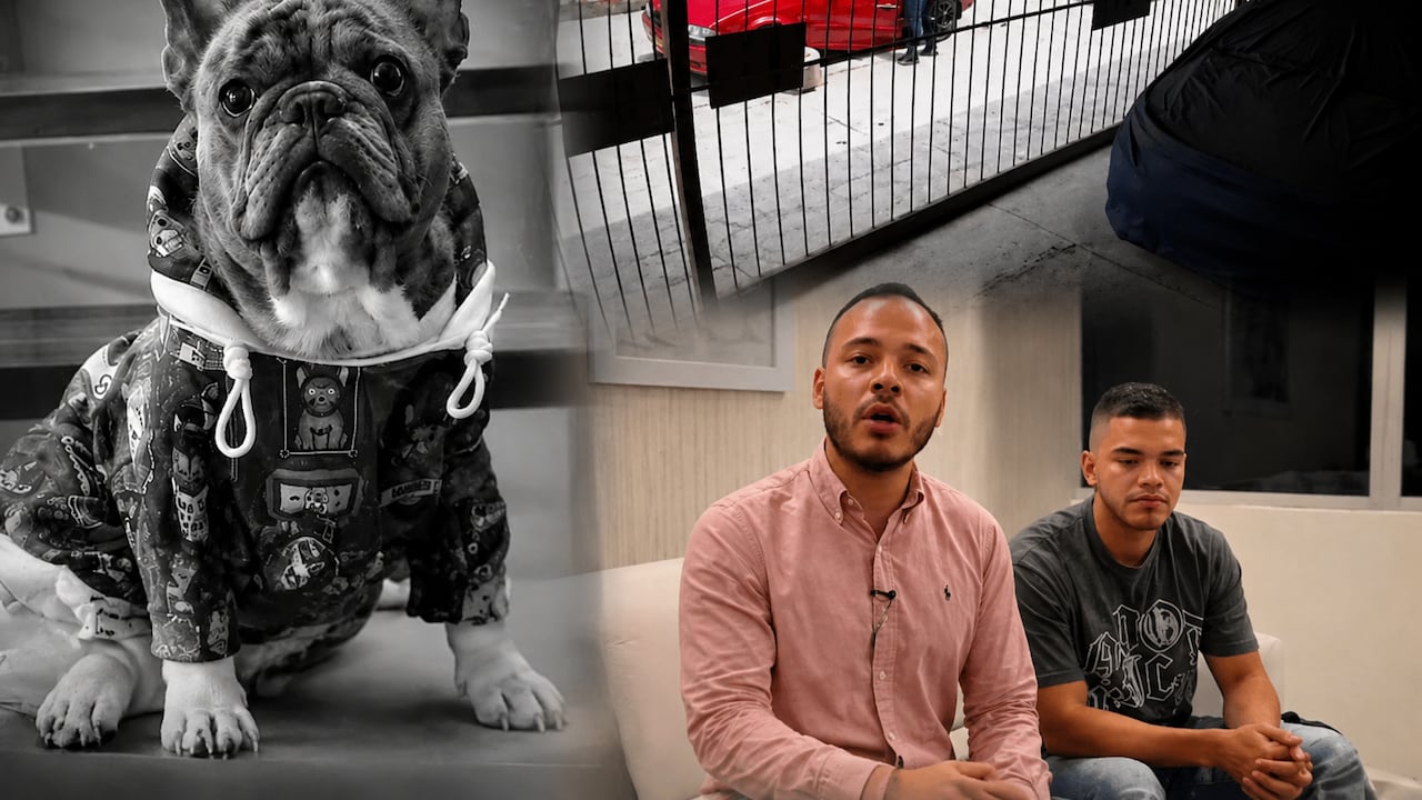 Kenzo, uno de los cinco perros cuyos cuerpos fueron hurtados de un vehículo en el barrio Floralia, cuando eran trasladados para su cremación.