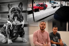 Kenzo, uno de los cinco perros cuyos cuerpos fueron hurtados de un vehículo en el barrio Floralia, cuando eran trasladados para su cremación.
