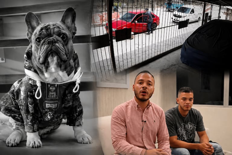 Kenzo, uno de los cinco perros cuyos cuerpos fueron hurtados de un vehículo en el barrio Floralia, cuando eran trasladados para su cremación.