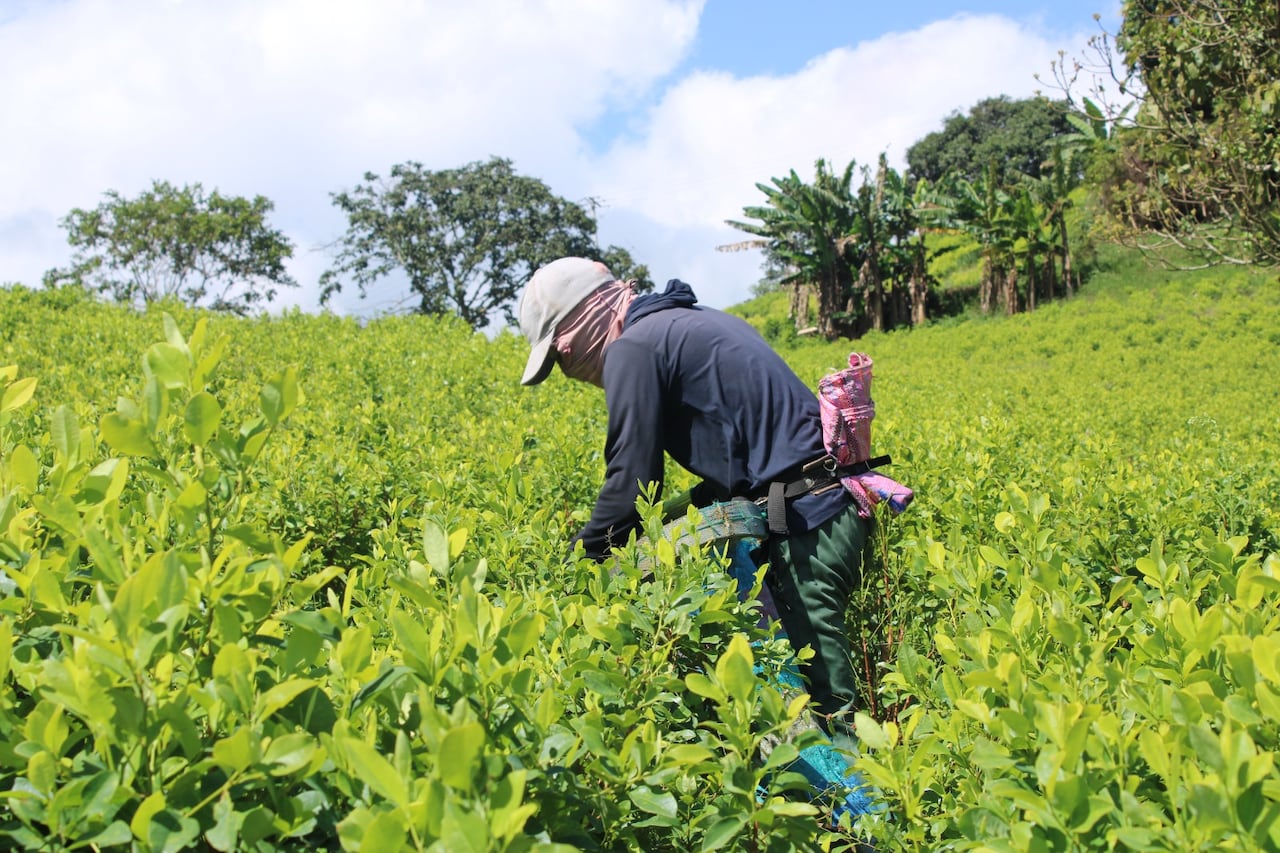 Las comunidades de municipios como Argelia, El Tambo, El Patía y Balboa, entre otros, se ganan la vida en los cultivos de coca.