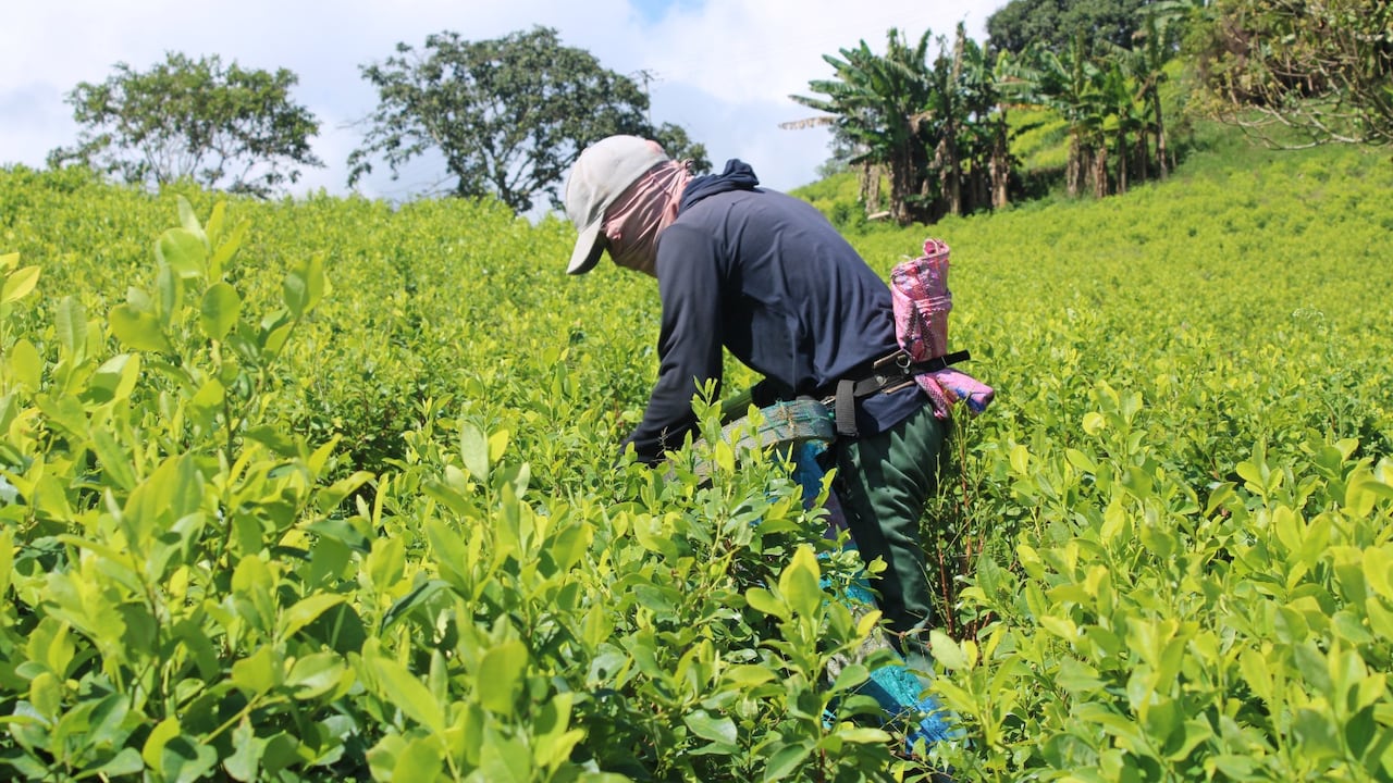 Las comunidades de municipios como Argelia, El Tambo, El Patía y Balboa, entre otros, se ganan la vida en los cultivos de coca.