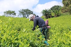 Las comunidades de municipios como Argelia, El Tambo, El Patía y Balboa, entre otros, se ganan la vida en los cultivos de coca.