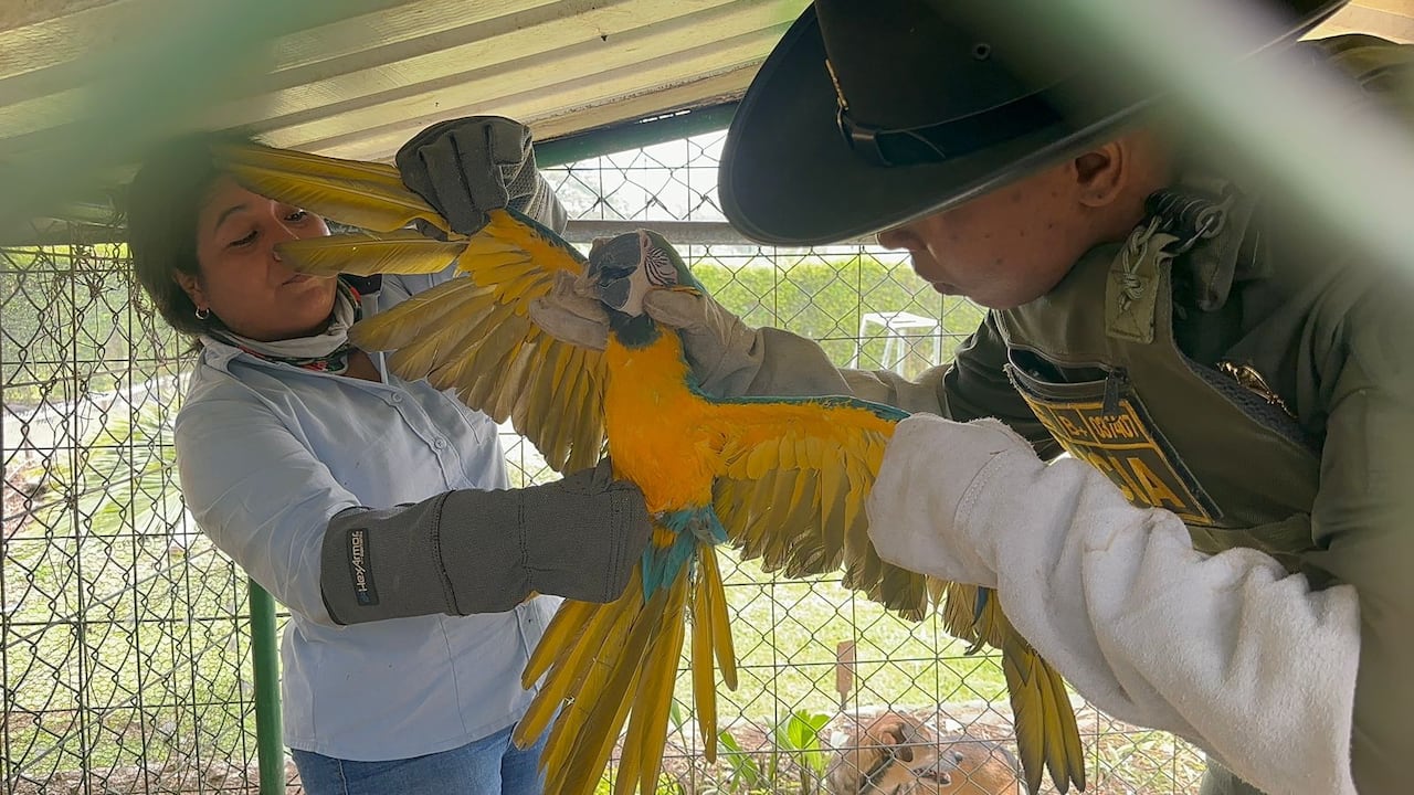 Policía Nacional rescata nueve ejemplares de especies protegidas en zona rural de Calima