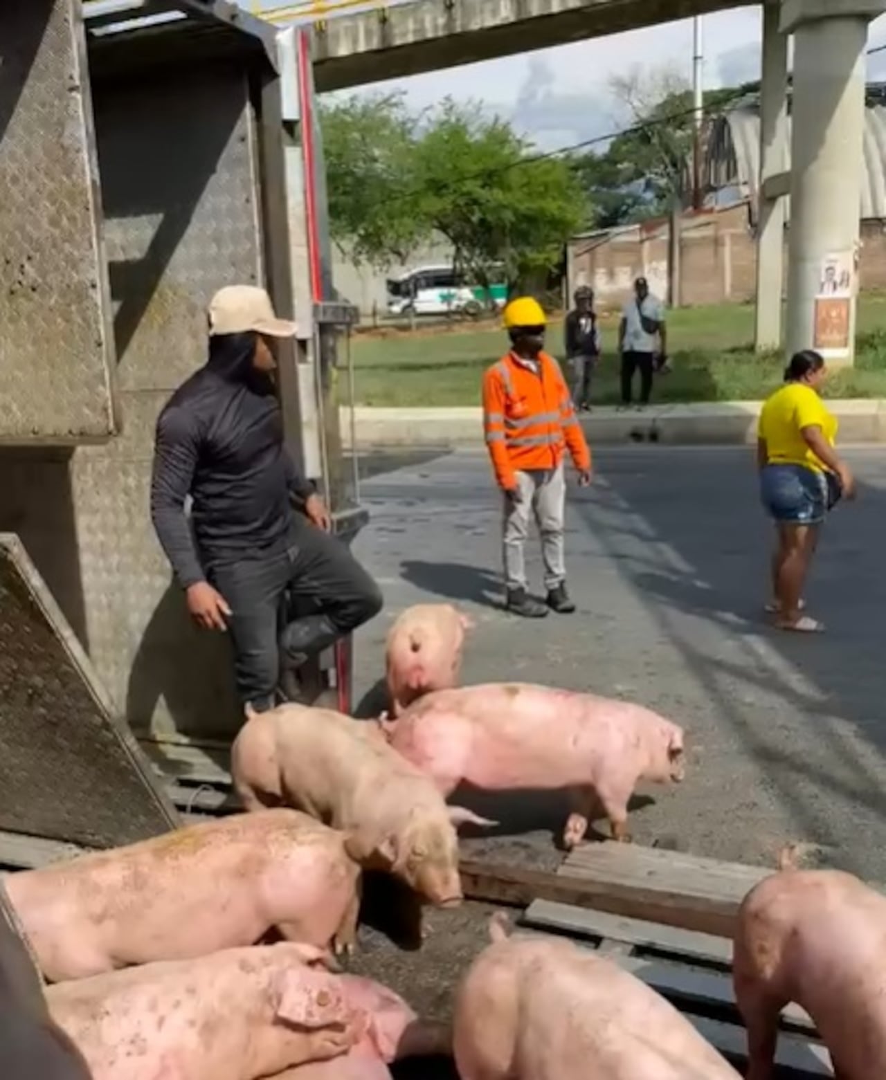 El camión que transportaba cerdos terminó volcado en la glorieta de Santander de Quilichao, lo que obligó al cierre temporal de este importante punto de la vía Panamericana.
