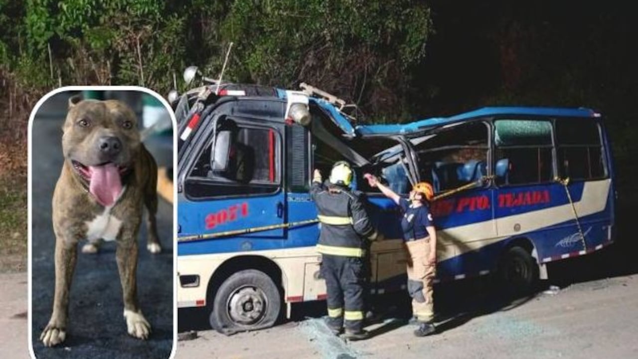 Toby, el perro que sobrevivió al atentado en la vía Panamericana, fue hallado deambulando entre los vehículos destruidos tras la explosión en El Túnel, Cajibío.