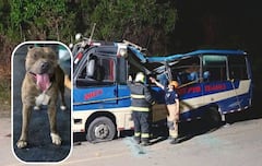 Toby, el perro que sobrevivió al atentado en la vía Panamericana, fue hallado deambulando entre los vehículos destruidos tras la explosión en El Túnel, Cajibío.