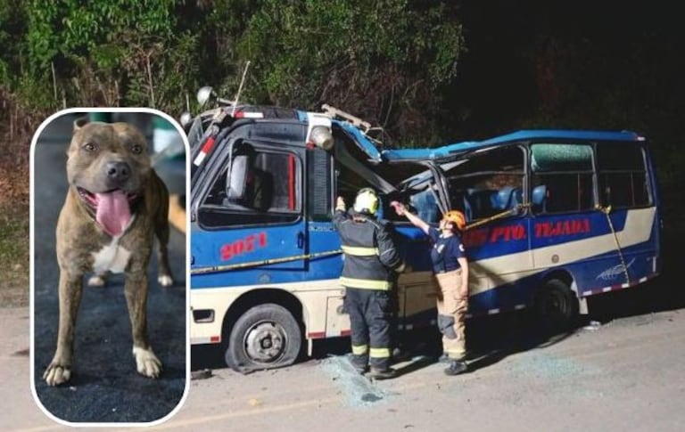 Toby, el perro que sobrevivió al atentado en la vía Panamericana, fue hallado deambulando entre los vehículos destruidos tras la explosión en El Túnel, Cajibío.