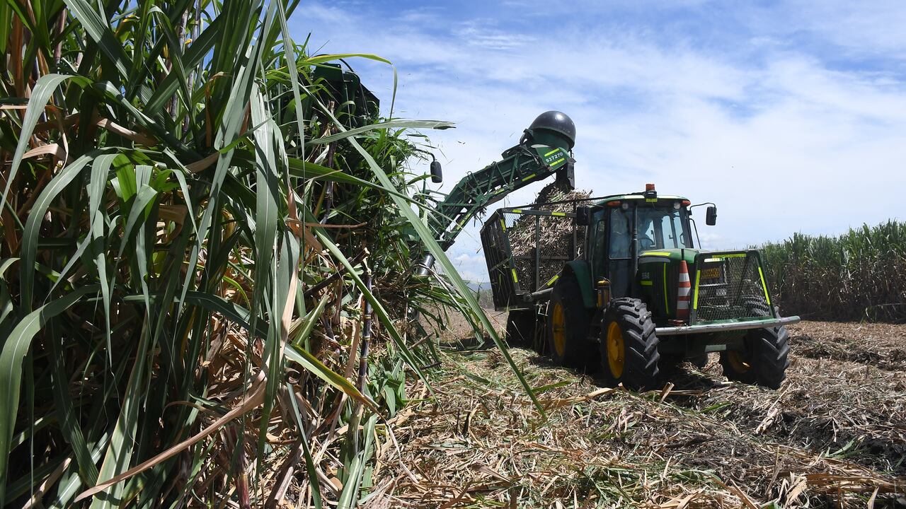 Ingenio Providencia, cultivos de caña, programas de sostenibilidad. Foto José L Guzmán. EL País.