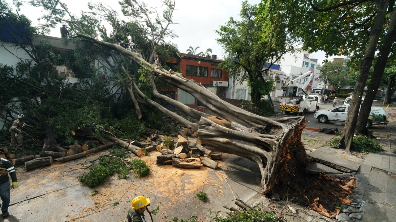 Árboles caídos Cali