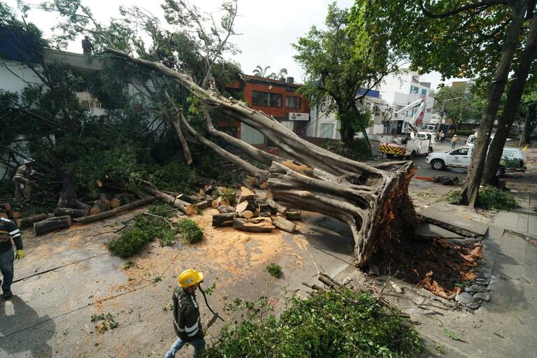 Árboles caídos Cali