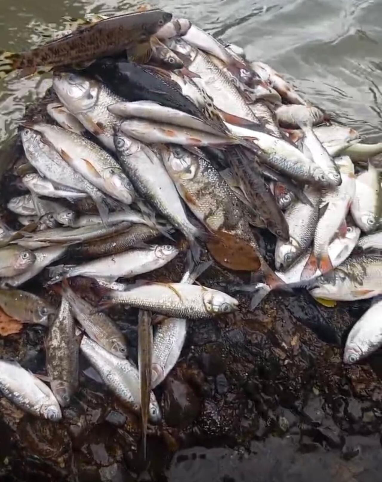 En el sector El Vergel, en el río Guadalajara en Buga, se ha encontrado más de un centenar de peces muertos, CVC inició investigación para determinar las causas. Foto Especial para El País