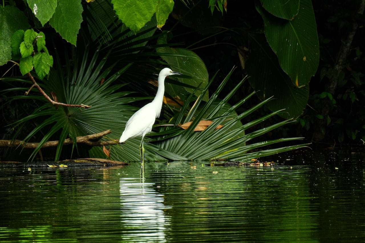 Reportaje gráfico. Humedales de Cali. Lago de las Garzas.