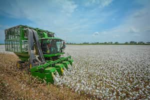 El Valle del Cauca sigue trabajando con cultivos de algodón que rompen con el panorama habitual en el agro regional, recordando prácticas de épocas en que la siembra, ni las cosechas, estaban tan mecanizadas como ahora. El Valle llegó a tener 36.500 hectáreas de algodón y hoy cuenta con 298 hectáreas. Es una alternativa buena y la productividad es alta. Lo difícil es conseguir mano de obra, por eso cosechamos con máquina.