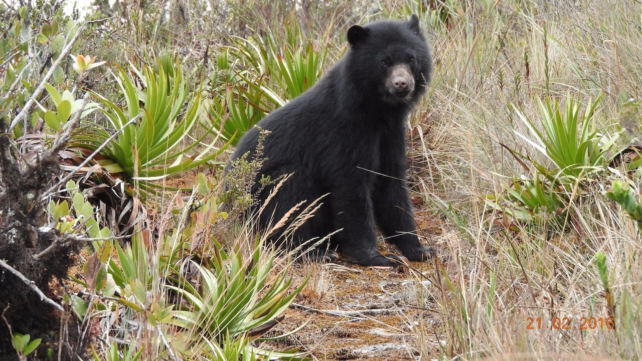 Oso Andino