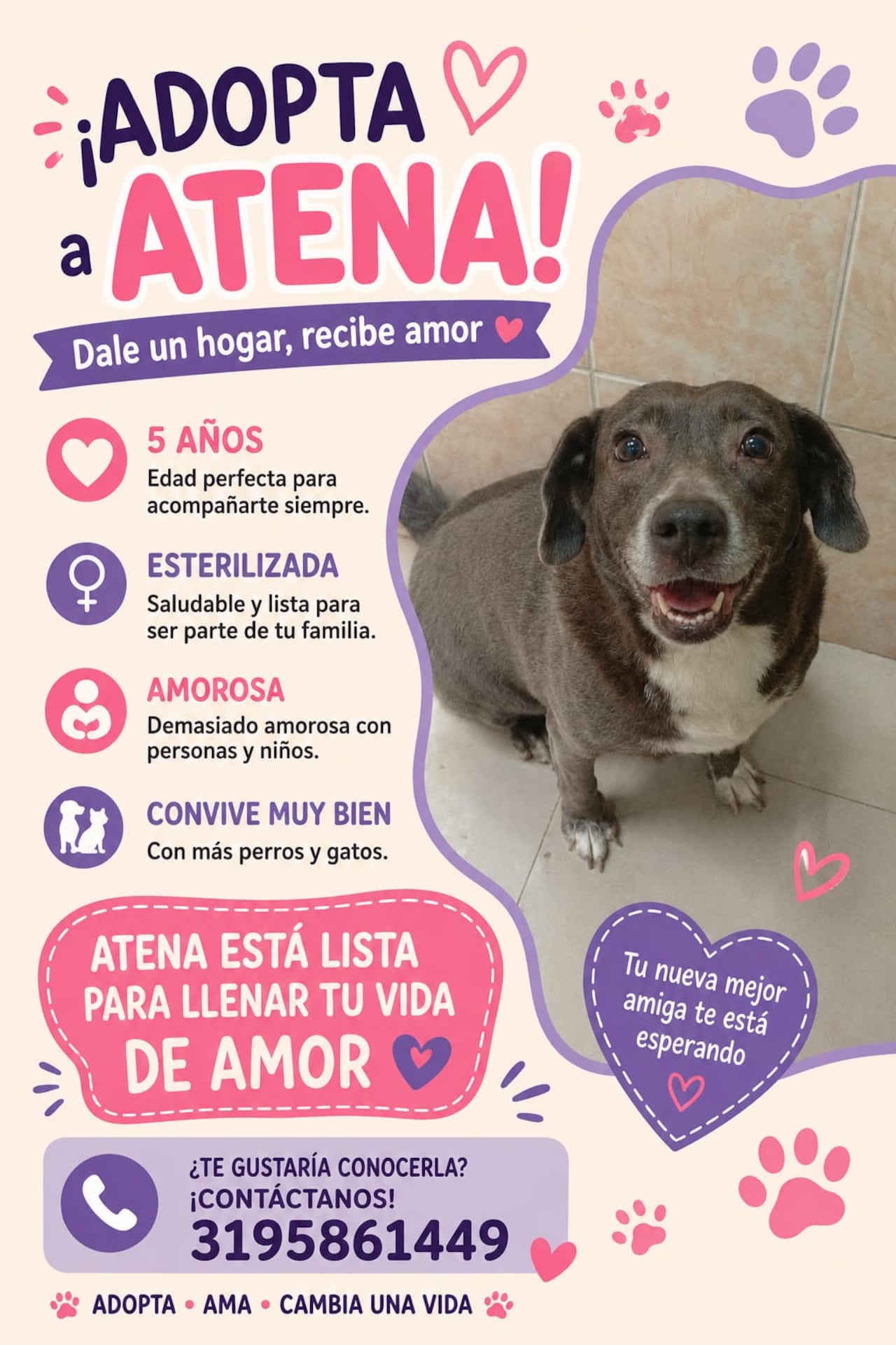 Perla, Sammy y Atena, las tres perritas adultas rescatadas que buscan un hogar definitivo en Cali tras afrontar dificultades de convivencia en su actual vivienda. Las tres mascotas se entregan completamente esterilizadas.