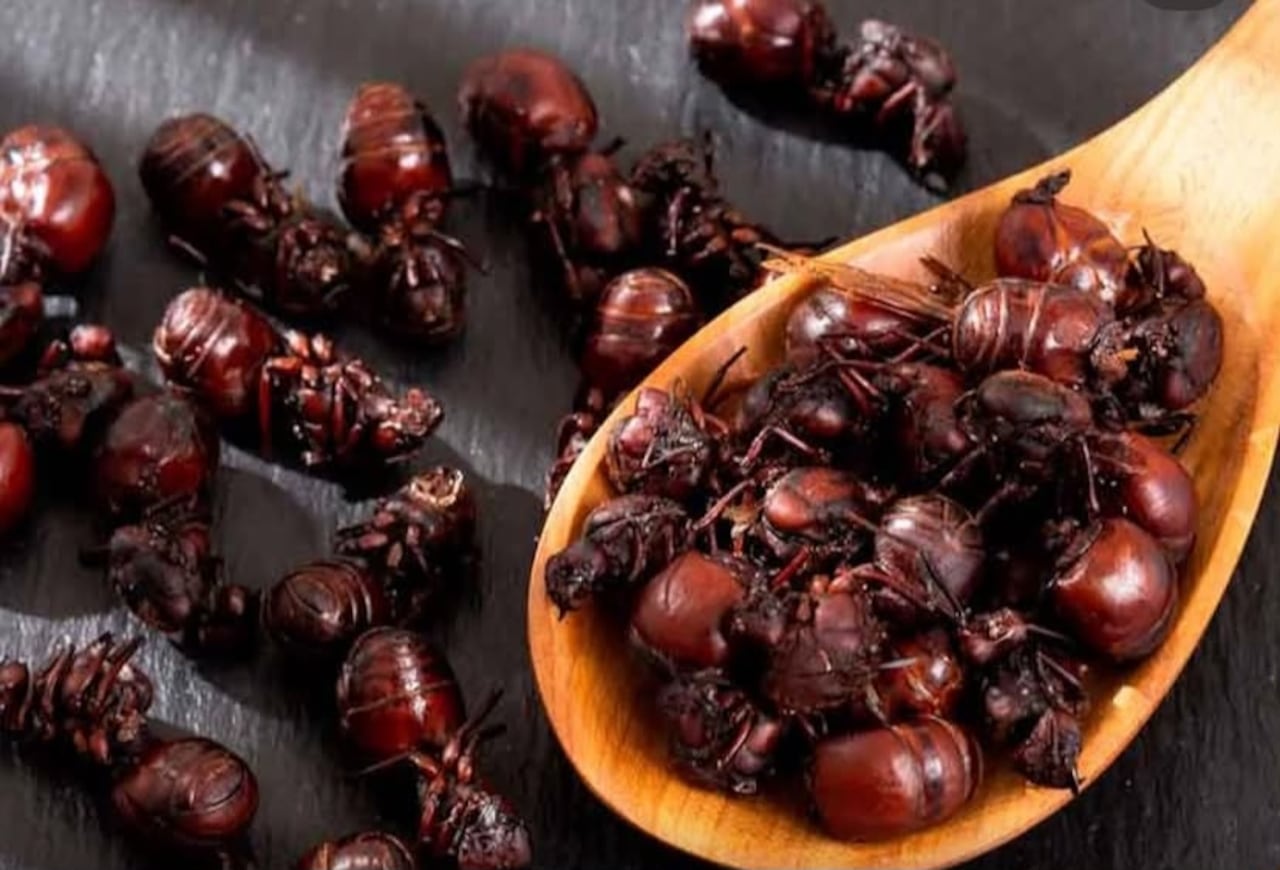 Hormigas culonas
