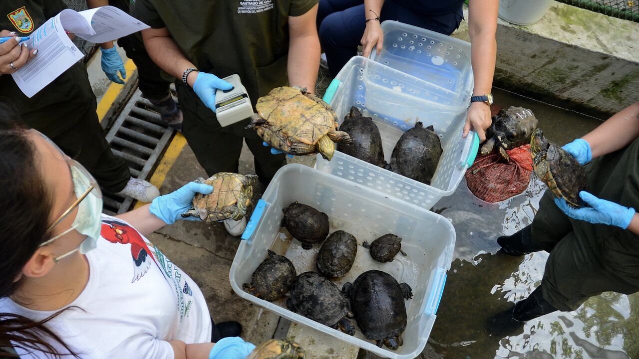 Cali: Se llevó a cabo el traslado de 105 animales de tres especies distintas desde el Hogar de paso de Cali hasta Cartagena, lugar de hábitat de ellos. Foto José L Guzmán. El País