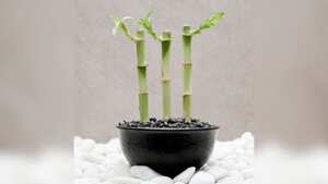 Planta para la abundancia.