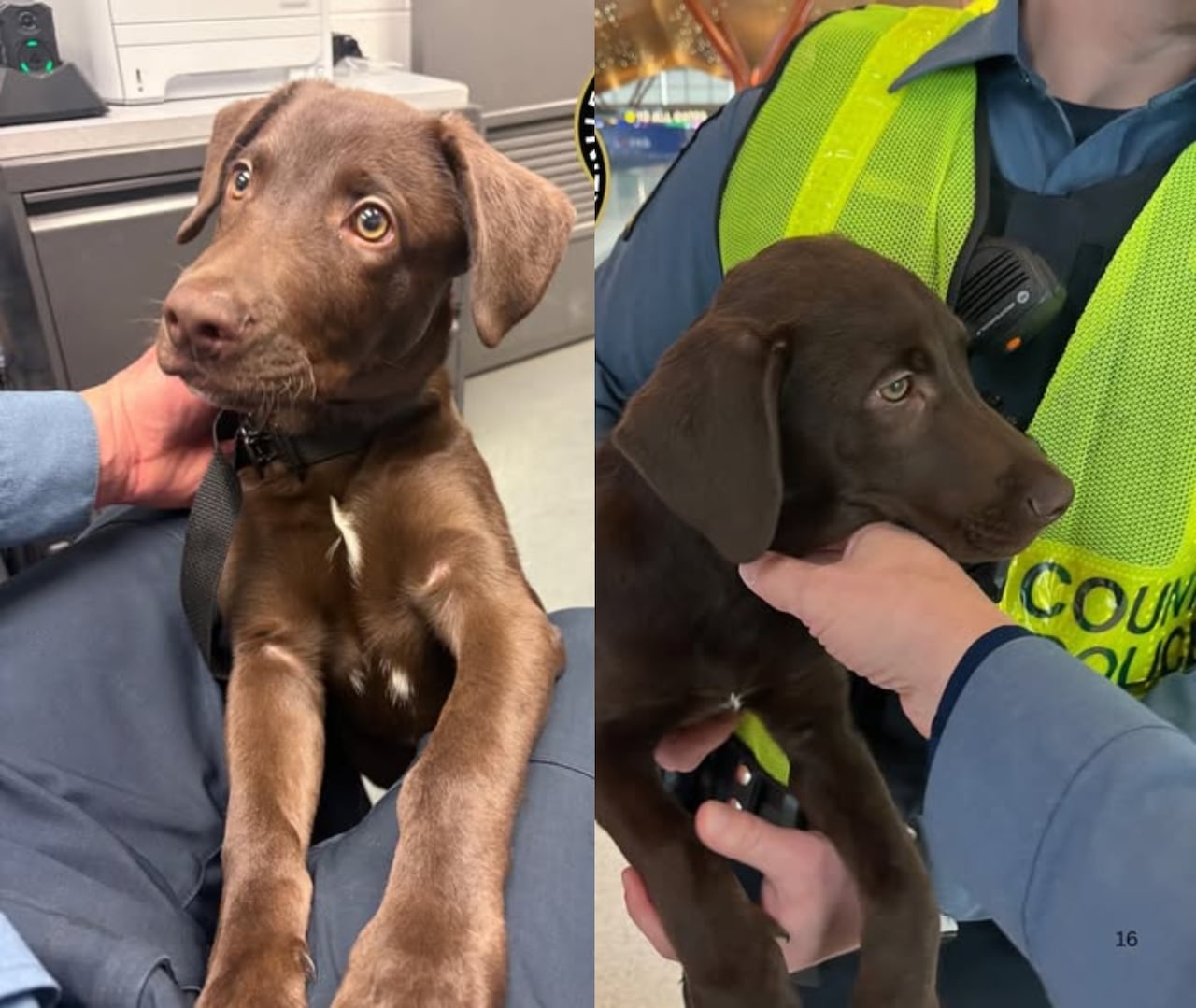 procesa a hombre que dejó a su perro en un aeropuerto tras problemas con el vuelo