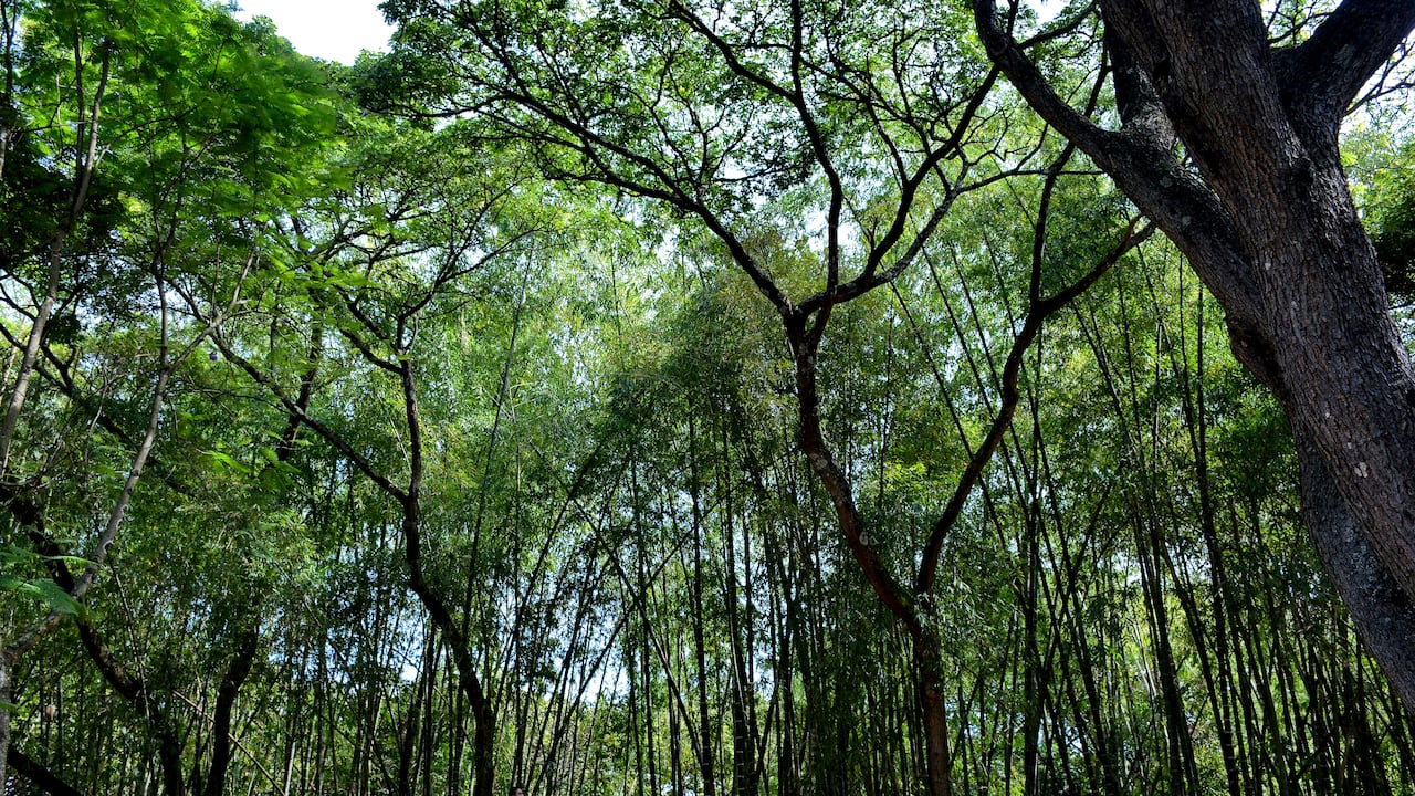 Cali cuenta con 30 bosques urbanos. Unos de los más emblemáticos son el de San Antonio y el Ingenio.