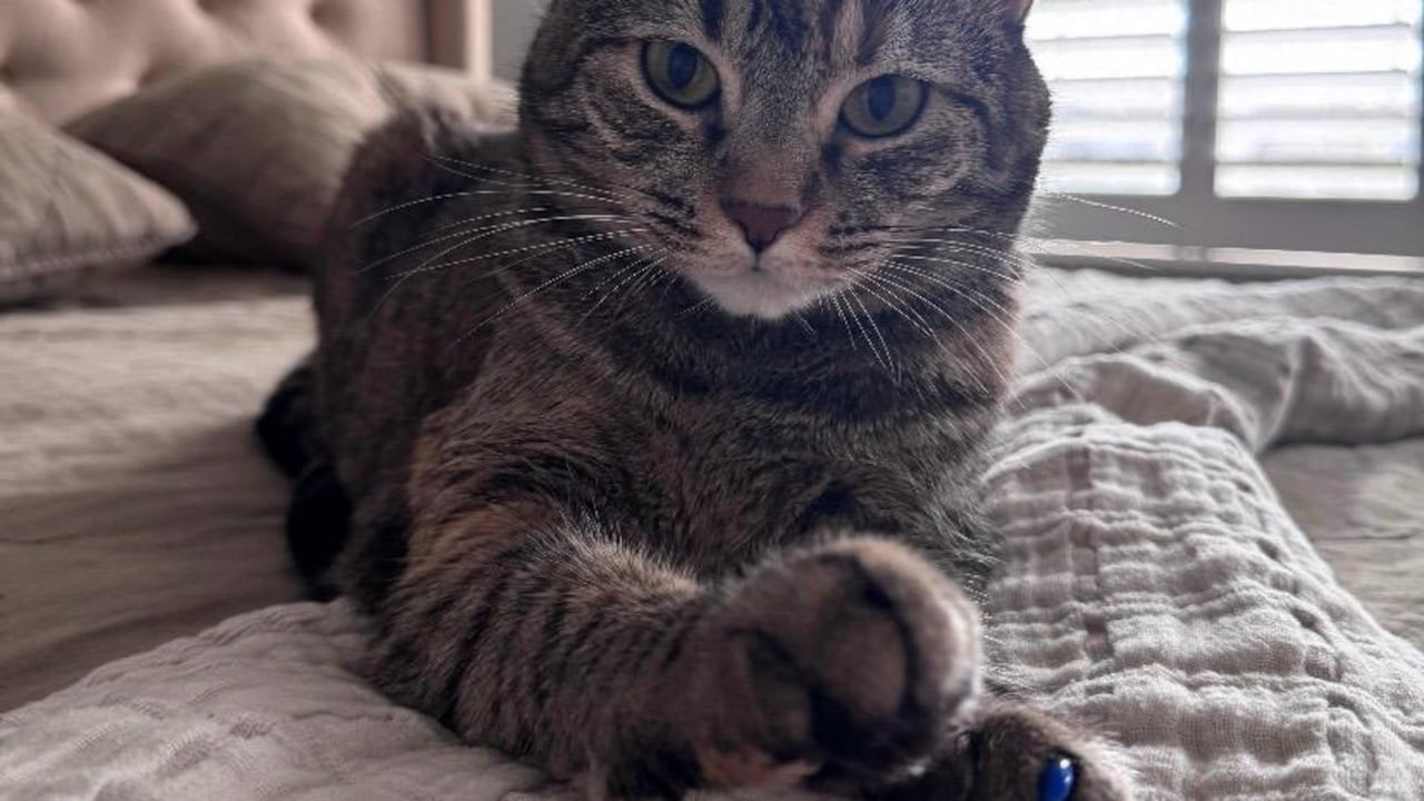 Evite sanciones no dejando a su gato sin control por las áreas comunes de su conjunto residencial.