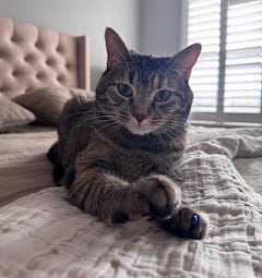 Evite sanciones no dejando a su gato sin control por las áreas comunes de su conjunto residencial.