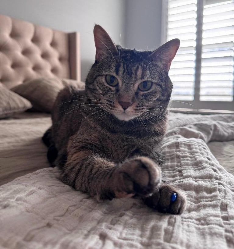 Evite sanciones no dejando a su gato sin control por las áreas comunes de su conjunto residencial.