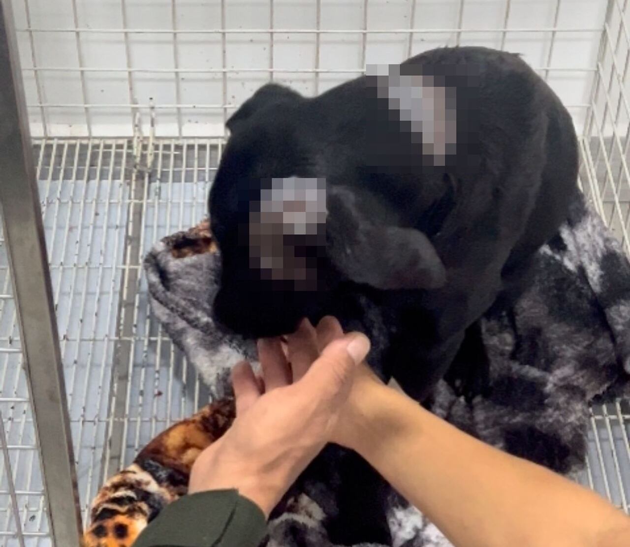 El animal fue atendido por médicos veterinarios, quienes adelantaron un procedimiento quirúrgico para después suturar las lesiones y salvarle la vida a Luna.