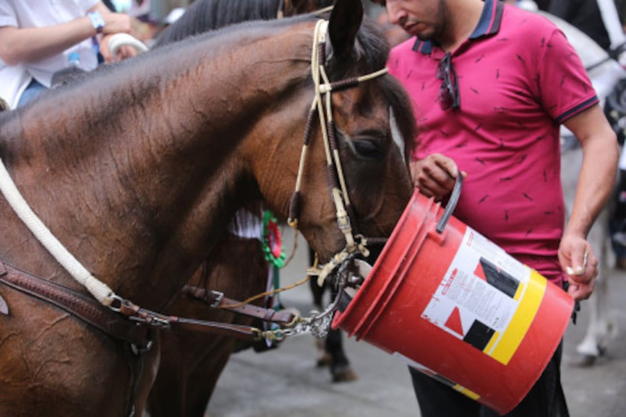 Los caballos tuvieron un seguimiento por parte de las autoridades.