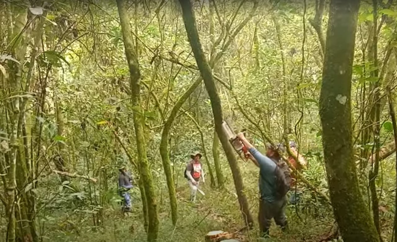 Con herramientas en mano, feligreses de la Parroquia San Antonio de Padua inician la tala de los troncos que simbolizarán la pasión de Cristo.