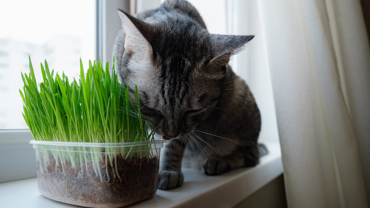 Los gatos y la hierba gatera tienen una relación especial que va más allá del entretenimiento; el catnip puede ser una herramienta valiosa para el ejercicio y la reducción de la ansiedad.