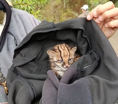 El tigrillo es una especie en peligro de extinción en Colombia y otras regiones de Sudamérica, vital para el equilibrio de los ecosistemas.