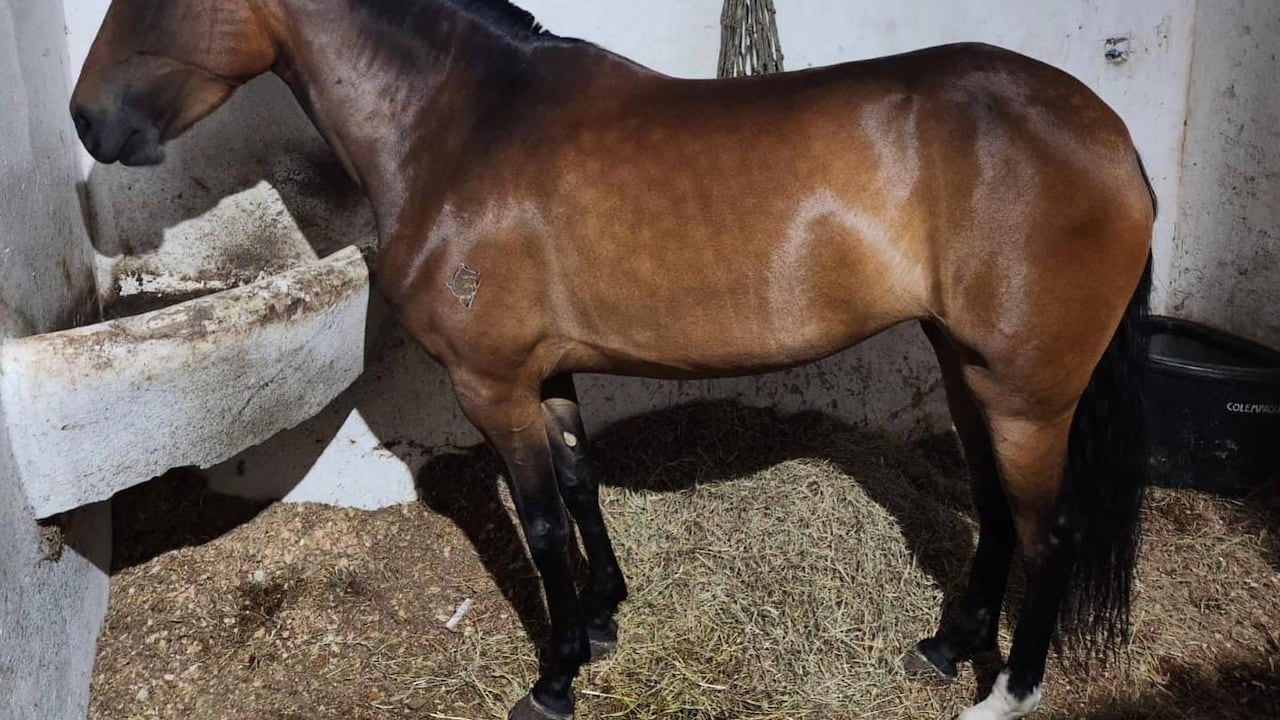 Foto referencial de un caballo.