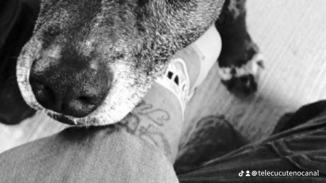"Gorda", una perrita que durante años fue parte de la familia del Comando del Departamento de Policía Norte de Santander, Denor, falleció tras resultar afectada por el atentado ocurrido en la mañana de este viernes.