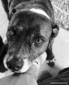 "Gorda", una perrita que durante años fue parte de la familia del Comando del Departamento de Policía Norte de Santander, Denor, falleció tras resultar afectada por el atentado ocurrido en la mañana de este viernes.
