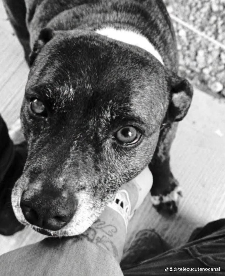 "Gorda", una perrita que durante años fue parte de la familia del Comando del Departamento de Policía Norte de Santander, Denor, falleció tras resultar afectada por el atentado ocurrido en la mañana de este viernes.