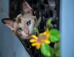 Cali cuenta con un particular café restaurante. Ahí, los mejores invitados son los gatos. Los felinos son dueños y señores de este espacio. Foto: Raúl Palacios / El País