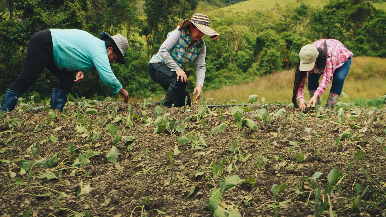 Daños en el campo por el terremoto en el Valle.