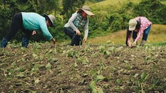 Daños en el campo por el terremoto en el Valle.