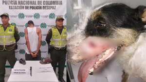 El canino fue llegado al centro de bienestar animal para su valoración y cuidado.
