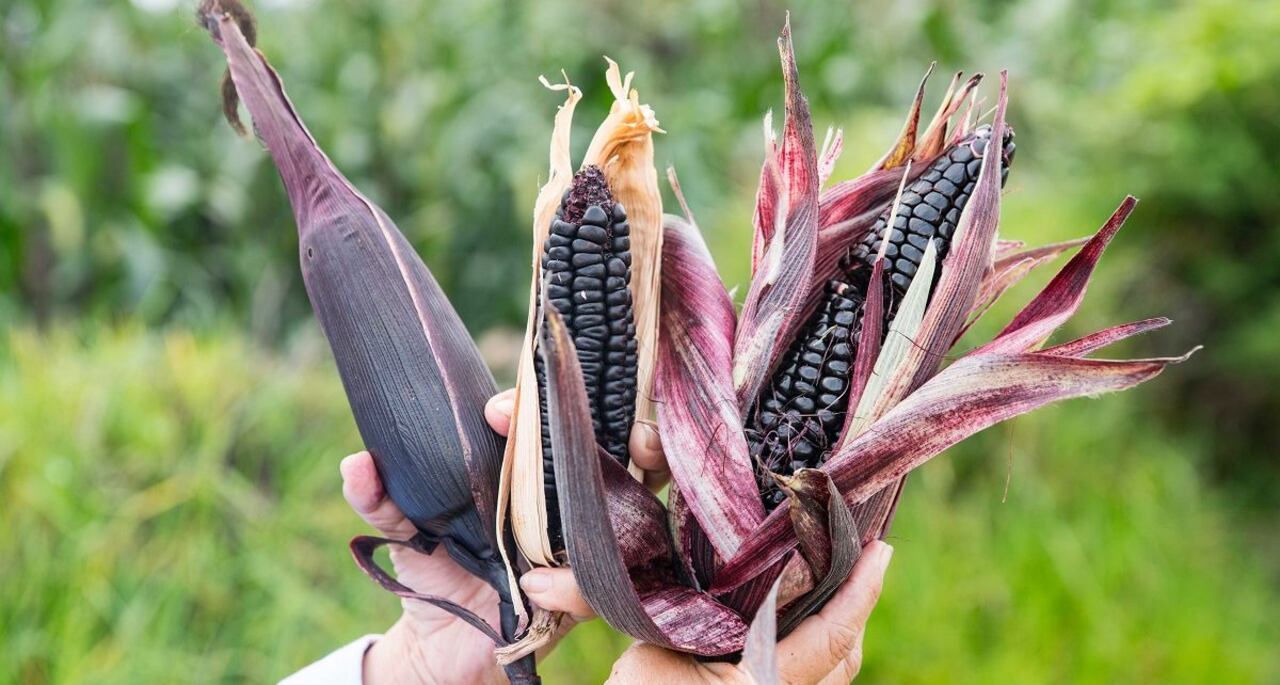 Así luce el maíz morado. Cereal que sirve para combatir algunas enfermedades del ser humano.