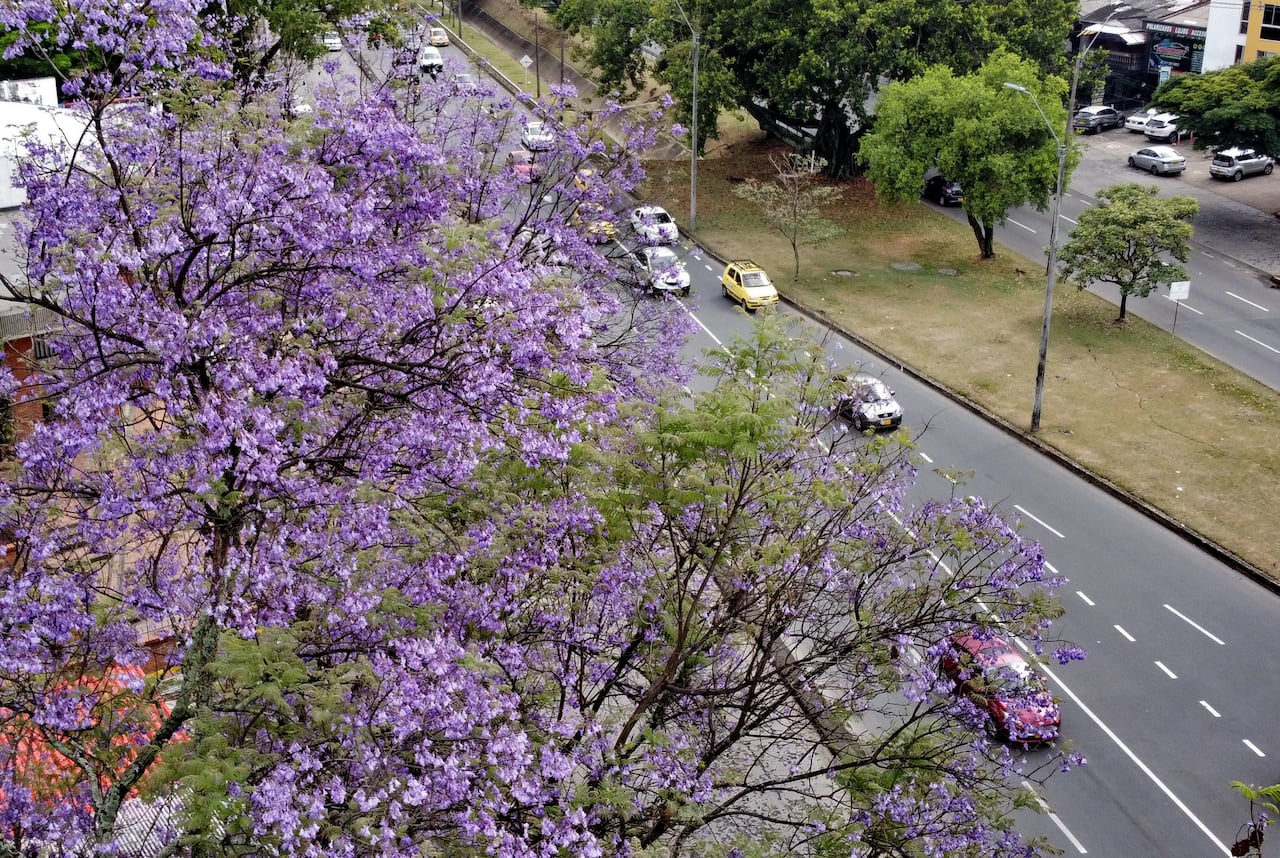 Toda una magia de color vive por estos dias la Sucuersal del Cielo, con sus hermosos Guayacanes vistos desde otra mirada. Fotos Raúl Palacios / El País. ( Galeria grafica de Guayacanes).