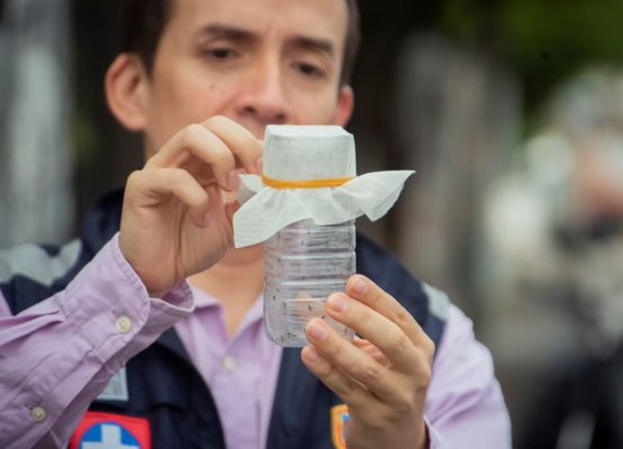 Liberaciones de mosquitos avanza en Cali con la IV fase de la estrategia Wolbachia
