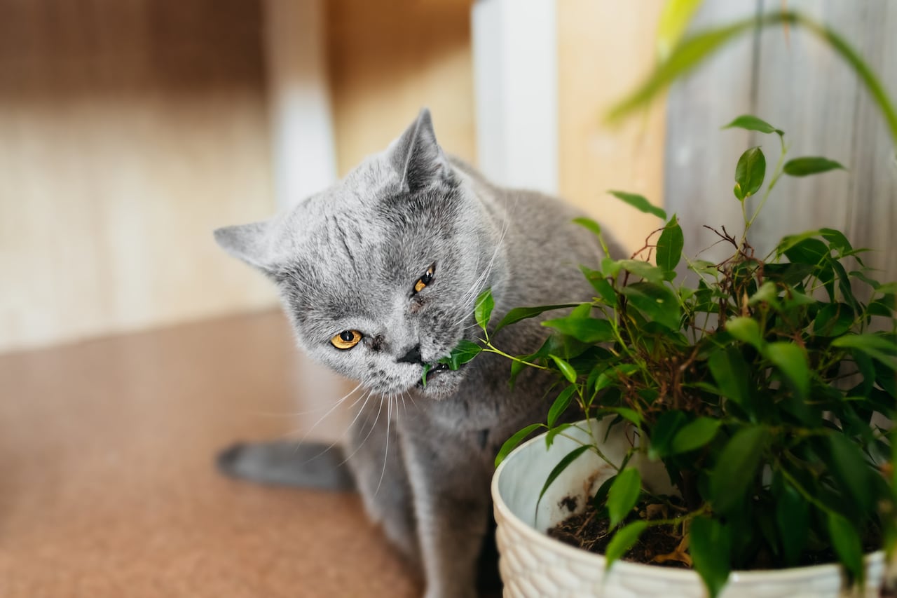 Gato comiendo plantas